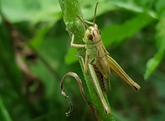 Pseudochorthippus parallelus