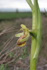 Ophrys × grampinii