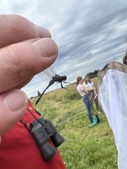 Orthetrum cancellatum