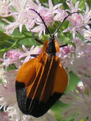 Lycus melanurus