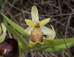 Ophrys × grampinii
