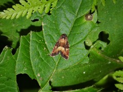 Photedes captiuncula