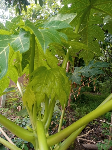 Papaya