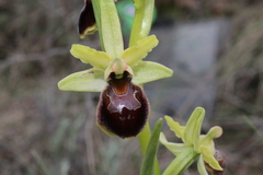 Ophrys × grampinii