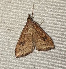 Udea profundalis