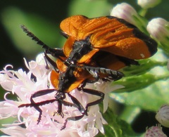 Lycus melanurus