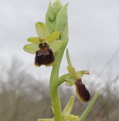 Ophrys × grampinii