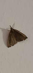 Hypena rostralis