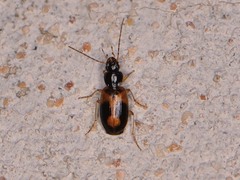 Badister elegans