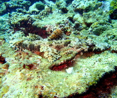 Cymbacephalus beauforti