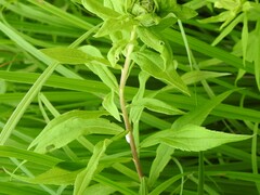Solidago