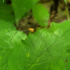 Leiobunum nigropalpi