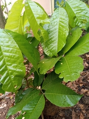 Blighia sapida