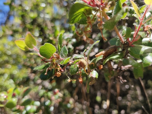 Image of Arctostaphylos nummularia by (c) Alexander Wentworth, some rights reserved (CC BY)