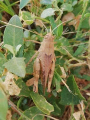 Calliptamus italicus