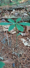 Isotria verticillata