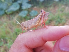 Calliptamus italicus