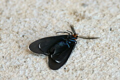 Ctenucha virginica