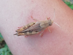 Calliptamus italicus