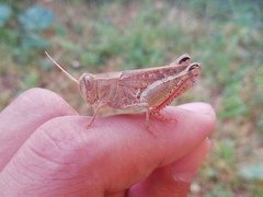 Calliptamus italicus
