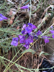 Penstemon heterophyllus australis