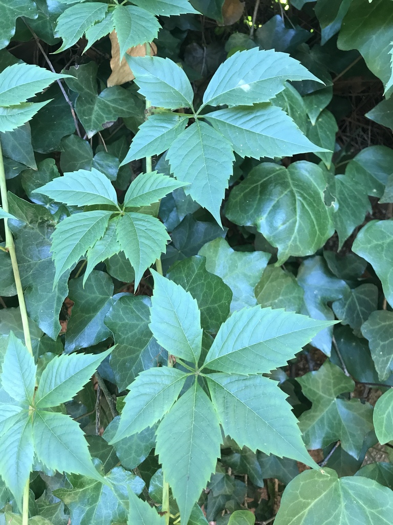 Virginia creeper