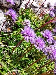 Globularia meridionalis