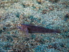 Gobius gasteveni