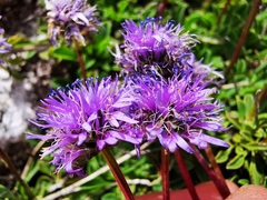 Globularia meridionalis