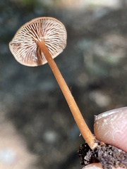 Gymnopus earleae