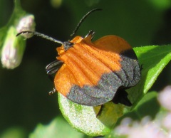 Lycus melanurus