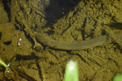 Monopterus javanensis