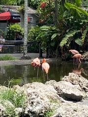 Phoenicopteriformes