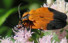 Lycus melanurus