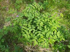Vicia venosa