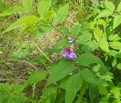Vicia venosa