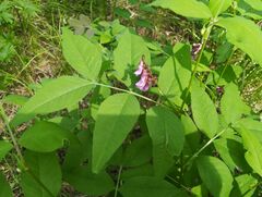Vicia venosa