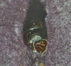 Vertigo antivertigo