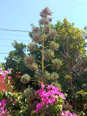 Agave