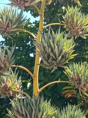 Agave