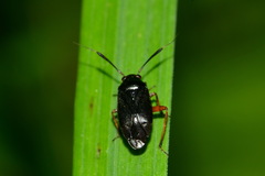 Capsus ater