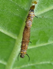 Danaus chrysippus