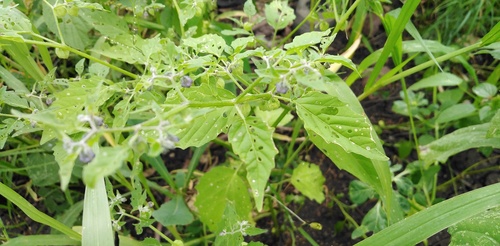 Physalis solanacea, photograph 5