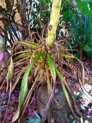 Agave