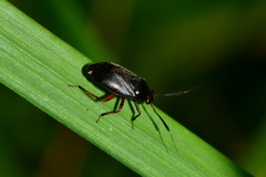 Capsus ater