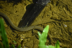 Monopterus javanensis