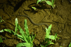 Monopterus javanensis