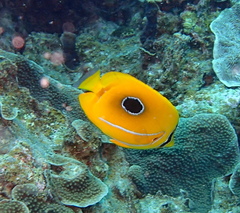 Chaetodon bennetti