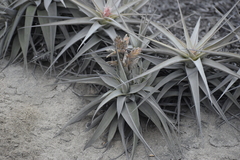 Tillandsia latifolia