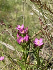 Centaurium littorale